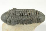 Detailed Reedops Trilobite - Nice Eye Preservation #204081-3